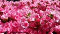 Imagine atasata: Iulius Mall - 2015.04.23 - 01.jpg